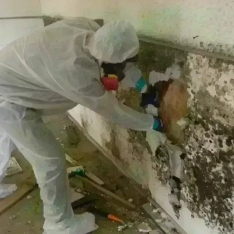 Mold Remediation and Removal in Town Line, NY